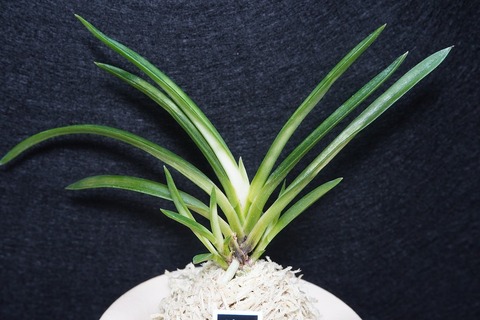 商品一覧 | 【桜井園芸web shop】 富貴蘭/長生蘭 通販専門店
