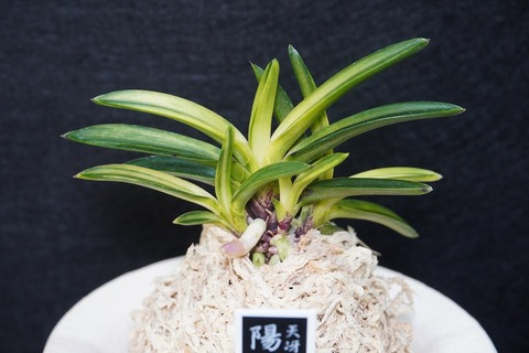 桜井園芸web shop】 富貴蘭/長生蘭 通販専門店
