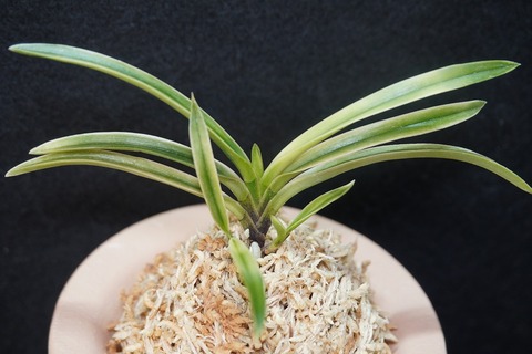 桜井園芸web shop】 富貴蘭/長生蘭/石斛 通販専門店