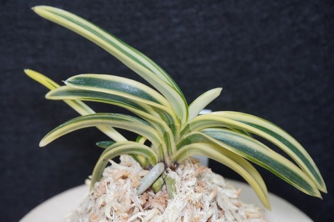 商品一覧 | 【桜井園芸web shop】 富貴蘭/長生蘭 通販専門店