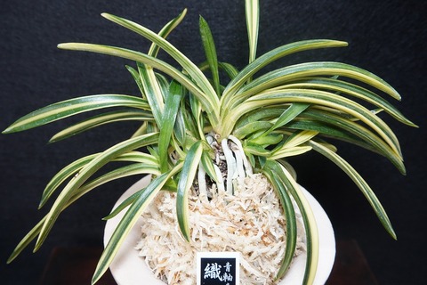 桜井園芸web shop】 富貴蘭/長生蘭 通販専門店