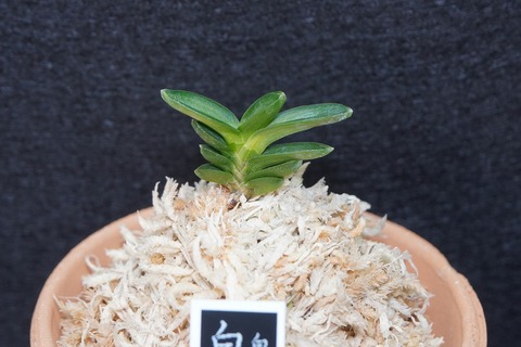 富貴蘭「白天豊」