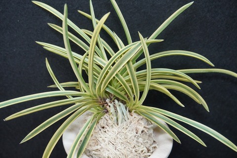 富貴蘭の商品一覧 | 【桜井園芸web shop】 富貴蘭/長生蘭/石斛 通販専門店