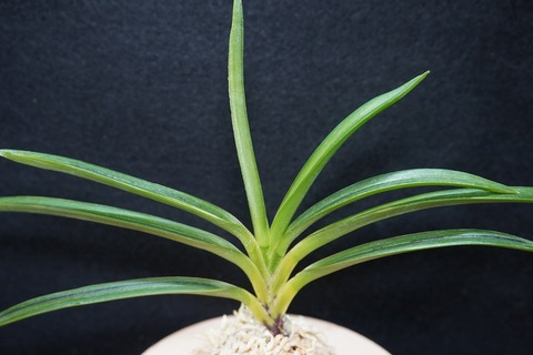 桜井園芸web shop】 富貴蘭/長生蘭/石斛 通販専門店