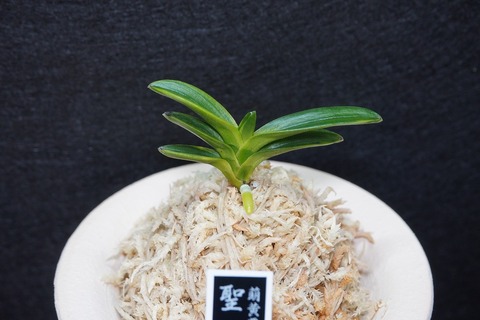 桜井園芸web shop】 富貴蘭/長生蘭 通販専門店