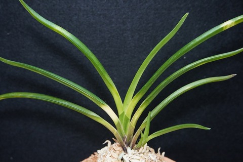 商品一覧 | 【桜井園芸web shop】 富貴蘭/長生蘭/石斛 通販専門店