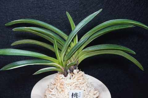 桜井園芸web shop】 富貴蘭/長生蘭 通販専門店