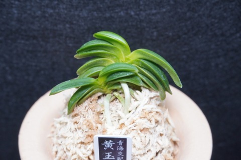 富貴蘭「黄玉聖」