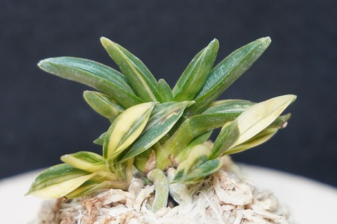 富貴蘭（葉芸）の商品一覧 | 【桜井園芸web shop】 富貴蘭/長生蘭/石斛