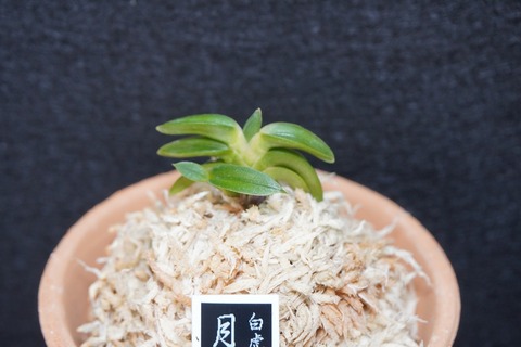 富貴蘭「月白」