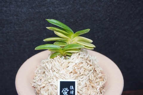 富貴蘭「蛍火」