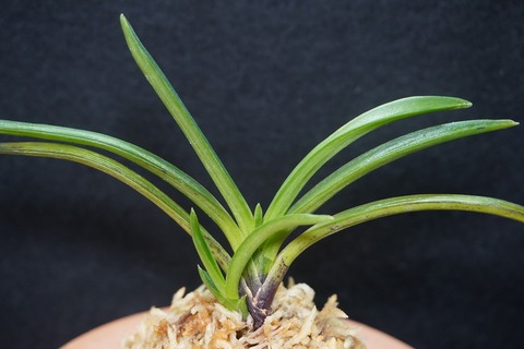 商品一覧 | 【桜井園芸web shop】 富貴蘭/長生蘭/石斛 通販専門店