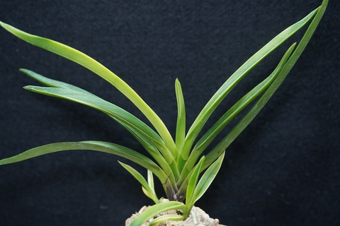 富貴蘭「故宮」