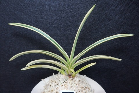 富貴蘭「富貴殿」