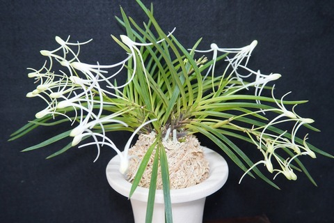 富貴蘭「花纏」