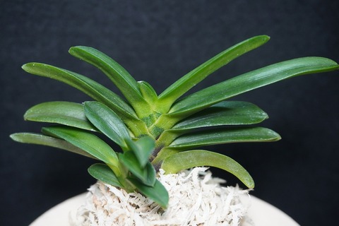 富貴蘭「黒龍」