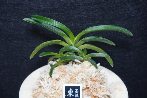 桜井園芸web shop】 富貴蘭/長生蘭/石斛 通販専門店