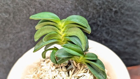 富貴蘭の商品一覧 | 【桜井園芸web shop】 富貴蘭/長生蘭/石斛 通販専門店