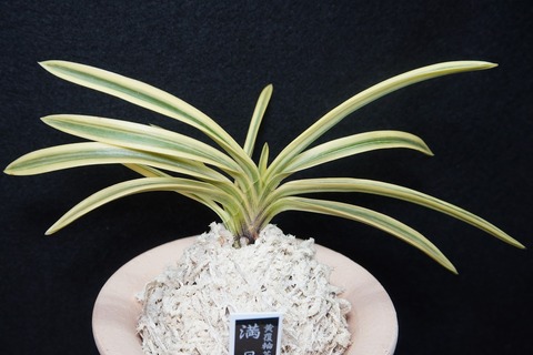 富貴蘭（葉芸）の商品一覧 | 【桜井園芸web shop】 富貴蘭/長生蘭/石斛