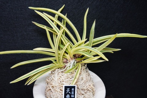 商品一覧 | 【桜井園芸web shop】 富貴蘭/長生蘭 通販専門店