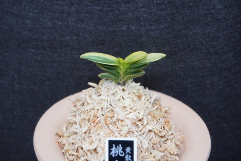 商品一覧 | 【桜井園芸web shop】 富貴蘭/長生蘭/石斛 通販専門店