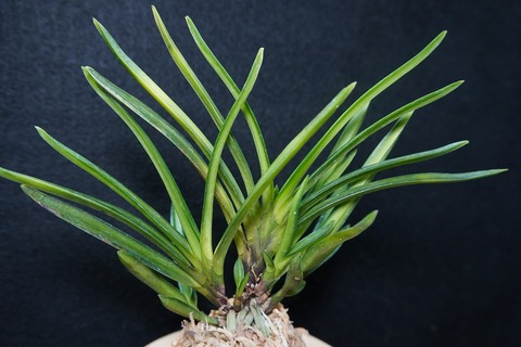 富貴蘭の商品一覧 | 【桜井園芸web shop】 富貴蘭/長生蘭/石斛 通販専門店