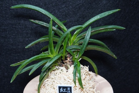 富貴蘭「紅牡丹」