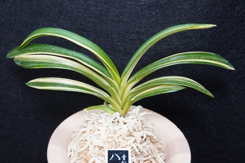 富貴蘭「八十宮錦」