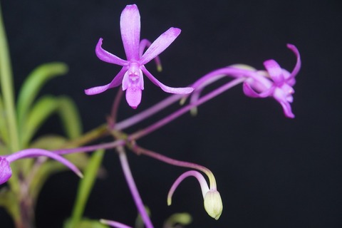 富貴蘭（花物）の商品一覧 | 【桜井園芸web shop】 富貴蘭/長生蘭 通販