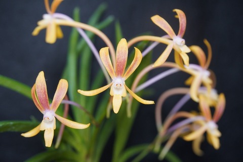 商品一覧 | 【桜井園芸web shop】 富貴蘭/長生蘭 通販専門店