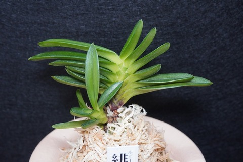 桜井園芸web shop】 富貴蘭/長生蘭 通販専門店