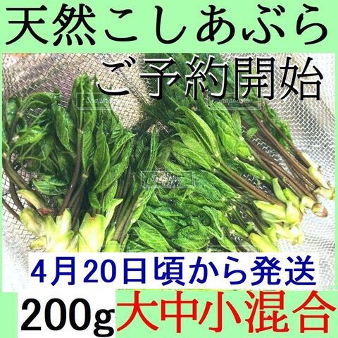 薬石苑】姫川薬石・かっさ・石笛・温浴・季節の山菜＆苗 通販