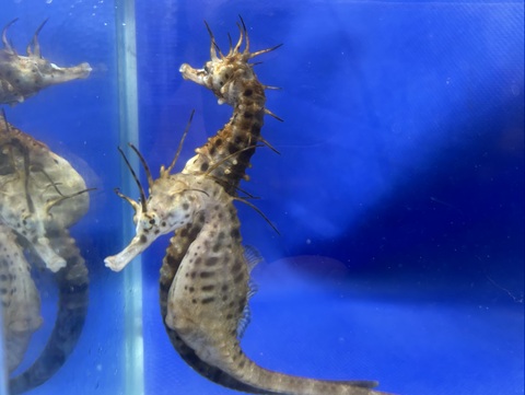  Sienna Seahorse タツノオトシゴ　Mサイズ Sienna Seahorse タツノオトシゴ Mサイズ d07510dad378b49e3cc4cefdbeb082