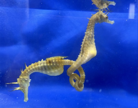 タツノオトシゴ養殖のシーホースウェイズ