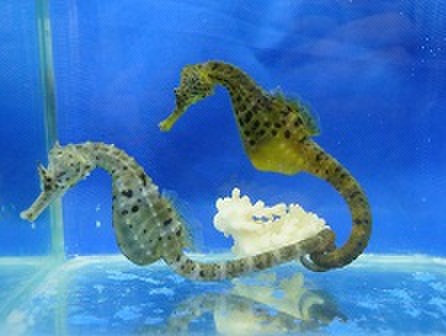 タツノオトシゴ養殖のシーホースウェイズ