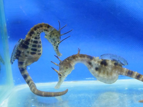 タツノオトシゴ養殖のシーホースウェイズ