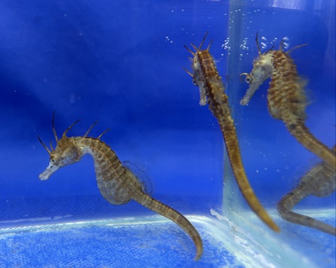 タツノオトシゴ生体の商品一覧 | タツノオトシゴ養殖のシーホースウェイズ