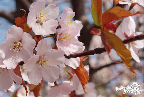小樽田写真館（⑥北海道の花たち）