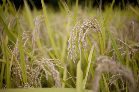無農薬うるち米（白米１０キロ）
