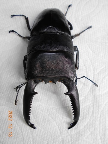 kuniパラワン113.2ライン～ 大型♂105.8-33.1-34.3mm ♀50.4mm