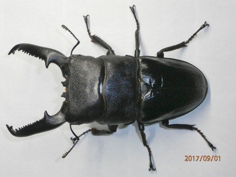 メンガタクワガタ　超特大　　51mm 商品一覧 | クワガタ専門販売 TAIJI ネットショップ