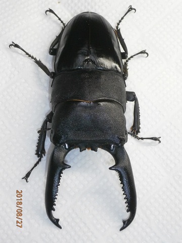 商品一覧 | クワガタ専門販売 TAIJI ネットショップ