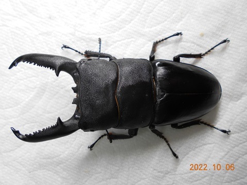 パラワンオオヒラタの商品一覧 | クワガタ専門販売 TAIJI ネットショップ