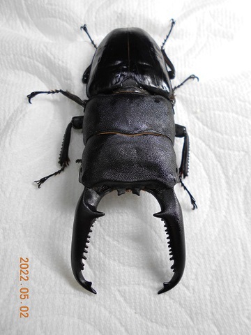 パラワンオオヒラタの商品一覧 | クワガタ専門販売 TAIJI ネットショップ