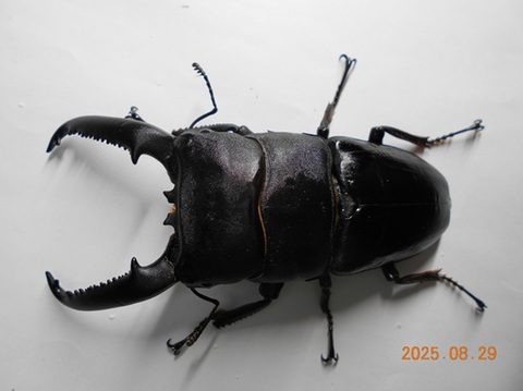 【calmana】パラワン オオヒラタ♂101.1mm単品 #0720 パラワンオオヒラタ（生体｜昆虫）：ペット・ペットグッズの通販