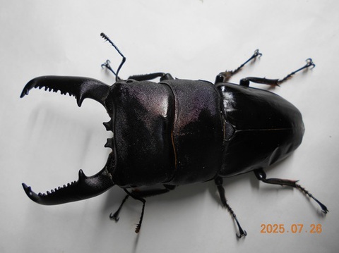 おるなーたMHHC　オオクワガタ　F0 材割成虫59㎜　美形コン2位個体 おるなーたMHHC様専用 オオクワガタ F0 材割成虫59㎜ 美形コン2