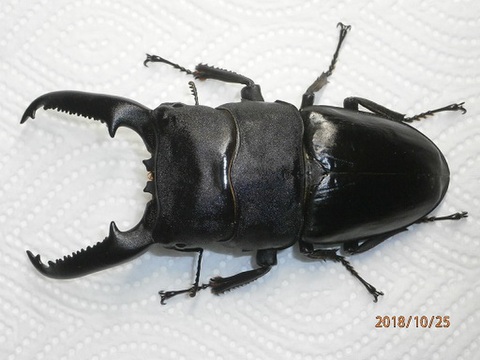 パラワンオオヒラタの商品一覧 | クワガタ専門販売 TAIJI ネットショップ