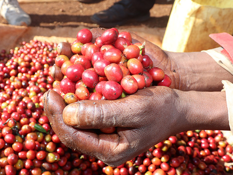 ケニア　SIMBA　（新豆）　200ｇ