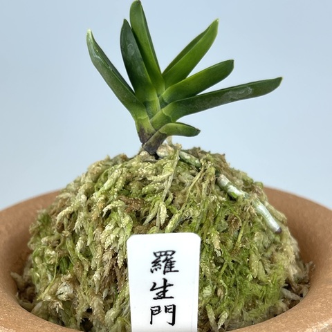 富貴蘭の商品一覧 | TOKYO酒田