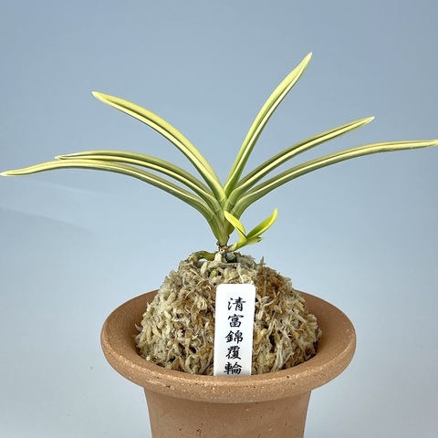 【 富貴蘭 】玉金錦　148 Yahoo!オークション -「富貴蘭 玉錦」(花、園芸) の落札相場